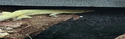 Gecko reptiles for sale: Bauer's Chameleon Gecko with setup - Advert 2