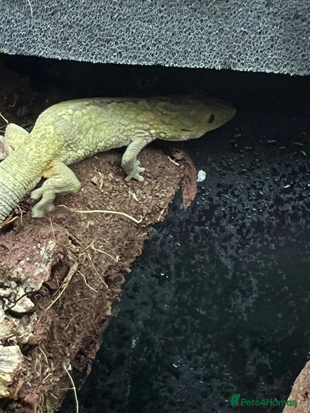 Gecko reptiles for sale: Bauer's Chameleon Gecko with setup - Advert 2