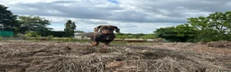 Miniature Dachshund dogs for stud: Chocolate dachshund for stud  in Somerton - Advert 4