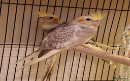 Cockatiels birds for sale: Cockateil babies 2 available shortly. - Image 1