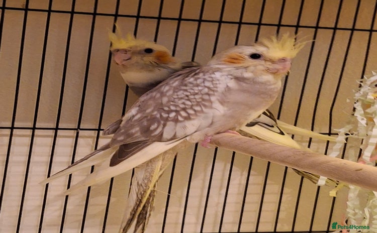 Cockatiels birds - Advert 1