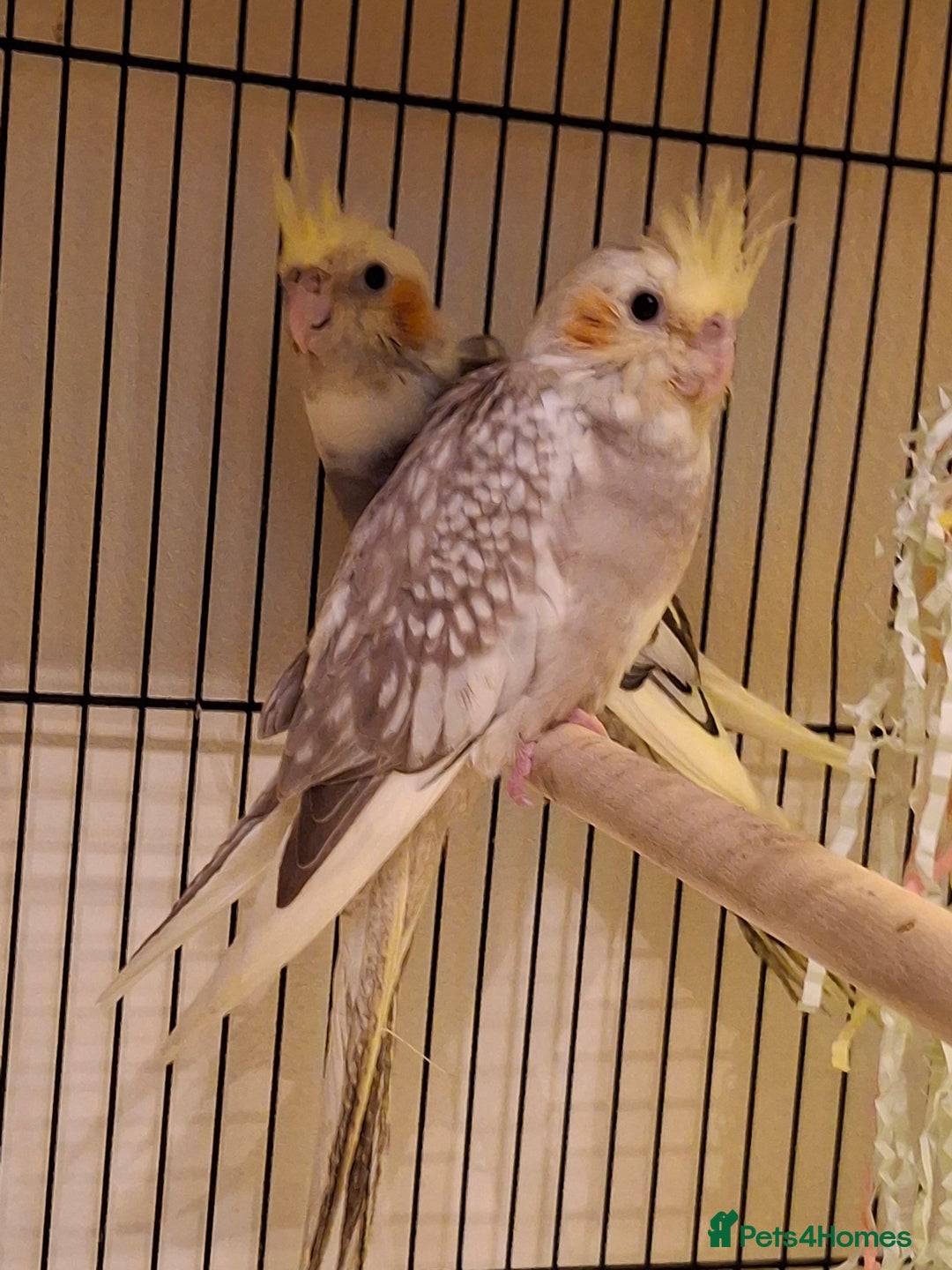 Cockatiels birds for sale: Cockateil babies 2 available shortly. - Image 1