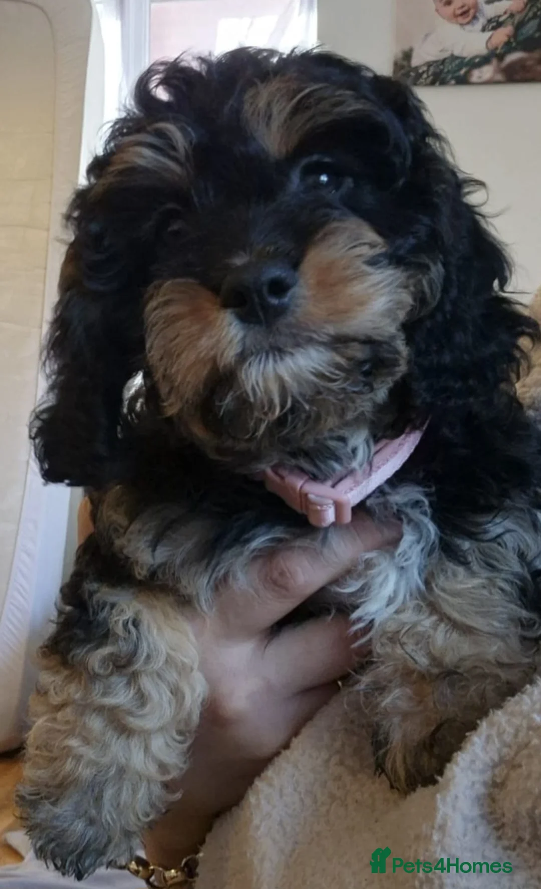 Cavapoo dogs for sale: Black and tanned cavapoo  in Dereham - Advert 2