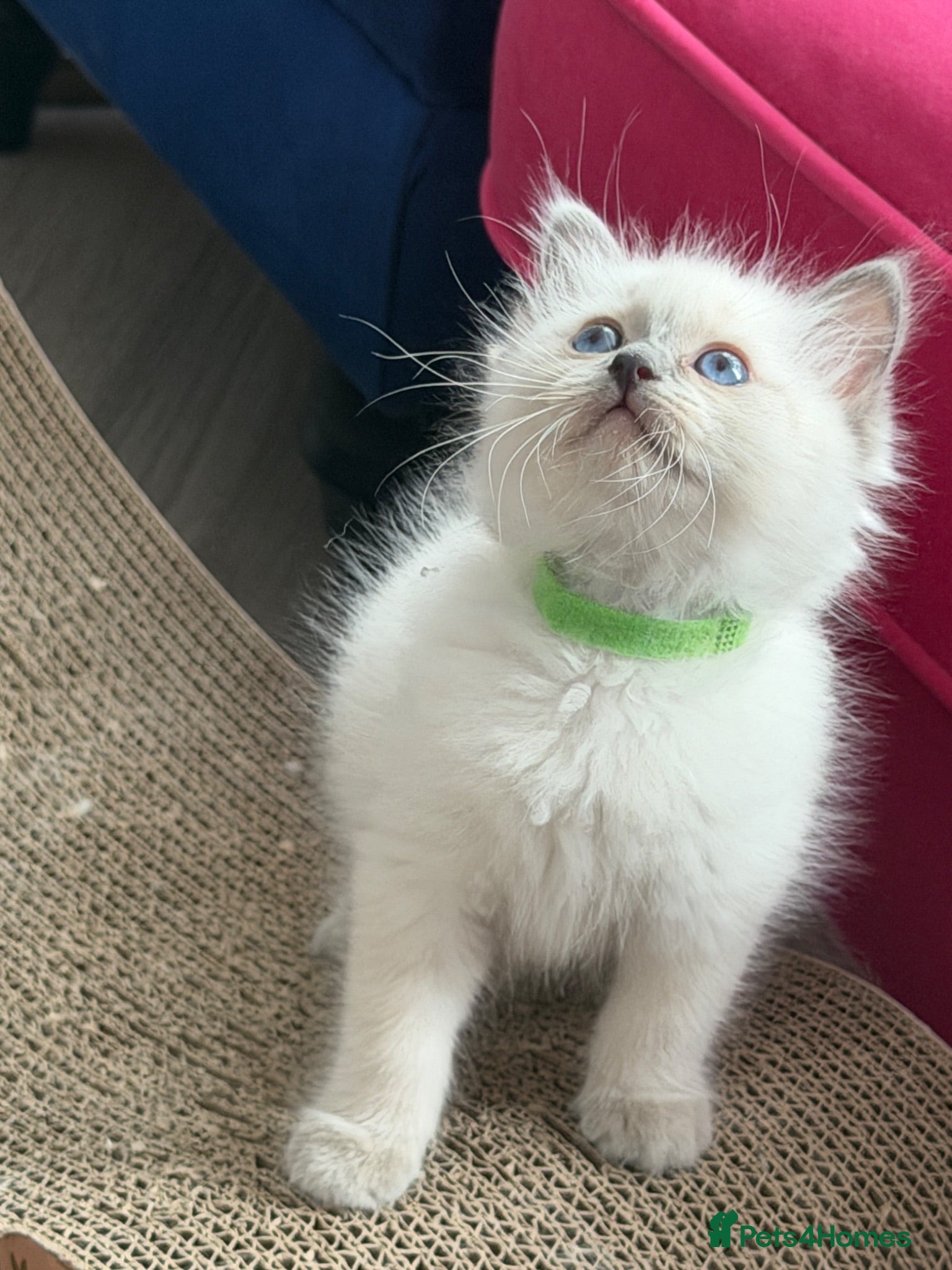 Ragdoll cats Beautiful TICA Registered Ragdoll Kittens 🩵 - Advert 1