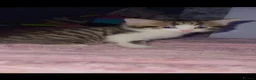 Mixed Breed cats for sale: 3 beautiful cats ready to leave ❤️ - Advert 6