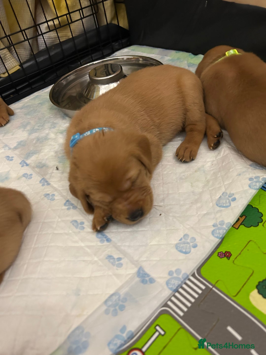 Labrador Retriever dogs for sale: Fox red labrador pups Glasgow  - Advert 23