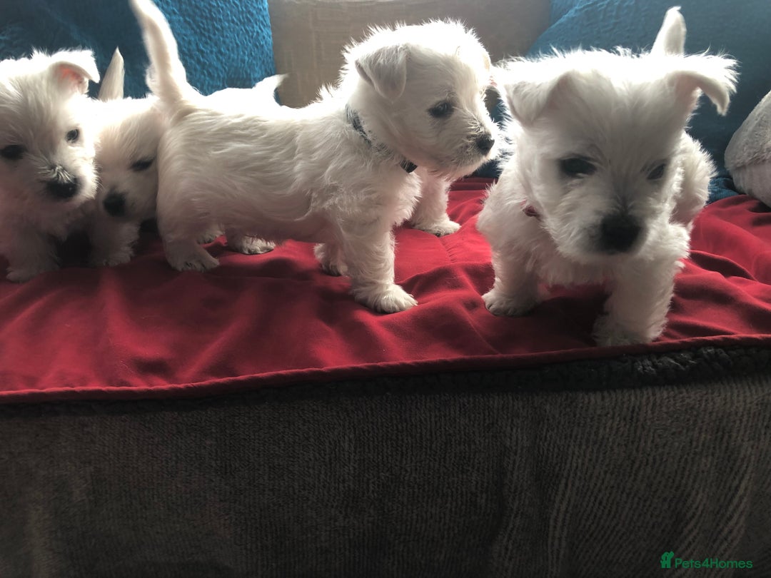 West Highland Terrier dogs for sale: Beautiful west highland puppies for sale - Image 4