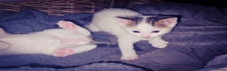 Mixed Breed cats for sale: mixed babies for sale  - Advert 2