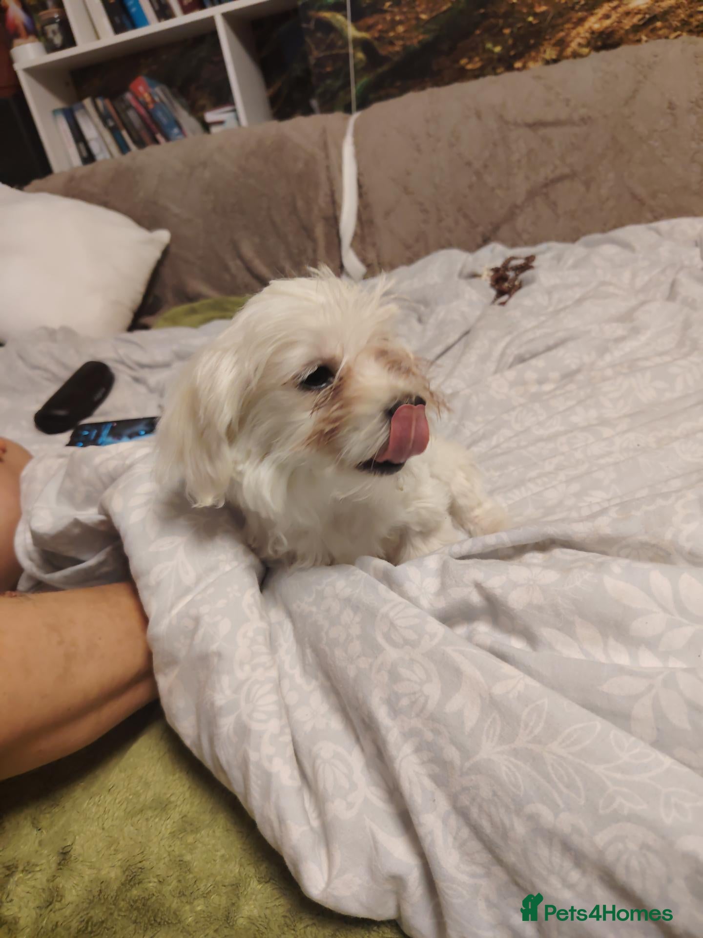 Maltese dogs New warm home's  - Advert 8