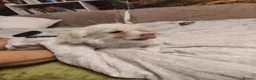 Maltese dogs for sale: New warm home's  in Plymouth - Advert 1