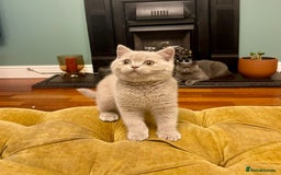 British Shorthair cats for sale: GCCF kittens  - Advert 5