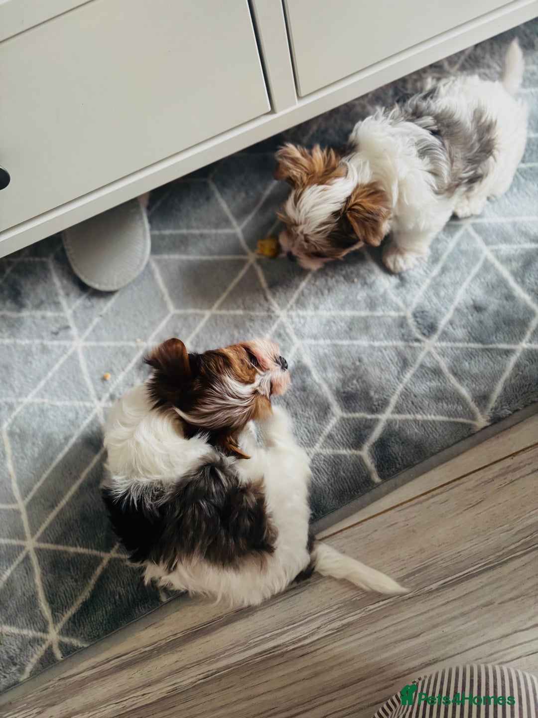 Yorkshire Terrier dogs for sale: ❤️Beautiful blue eyed Yorkshire terrier puppies❤️ - Advert 11