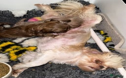 Shih Tzu dogs for sale: 💙🩷Two Beautiful Shih Tzu Puppies Available  - Image 7