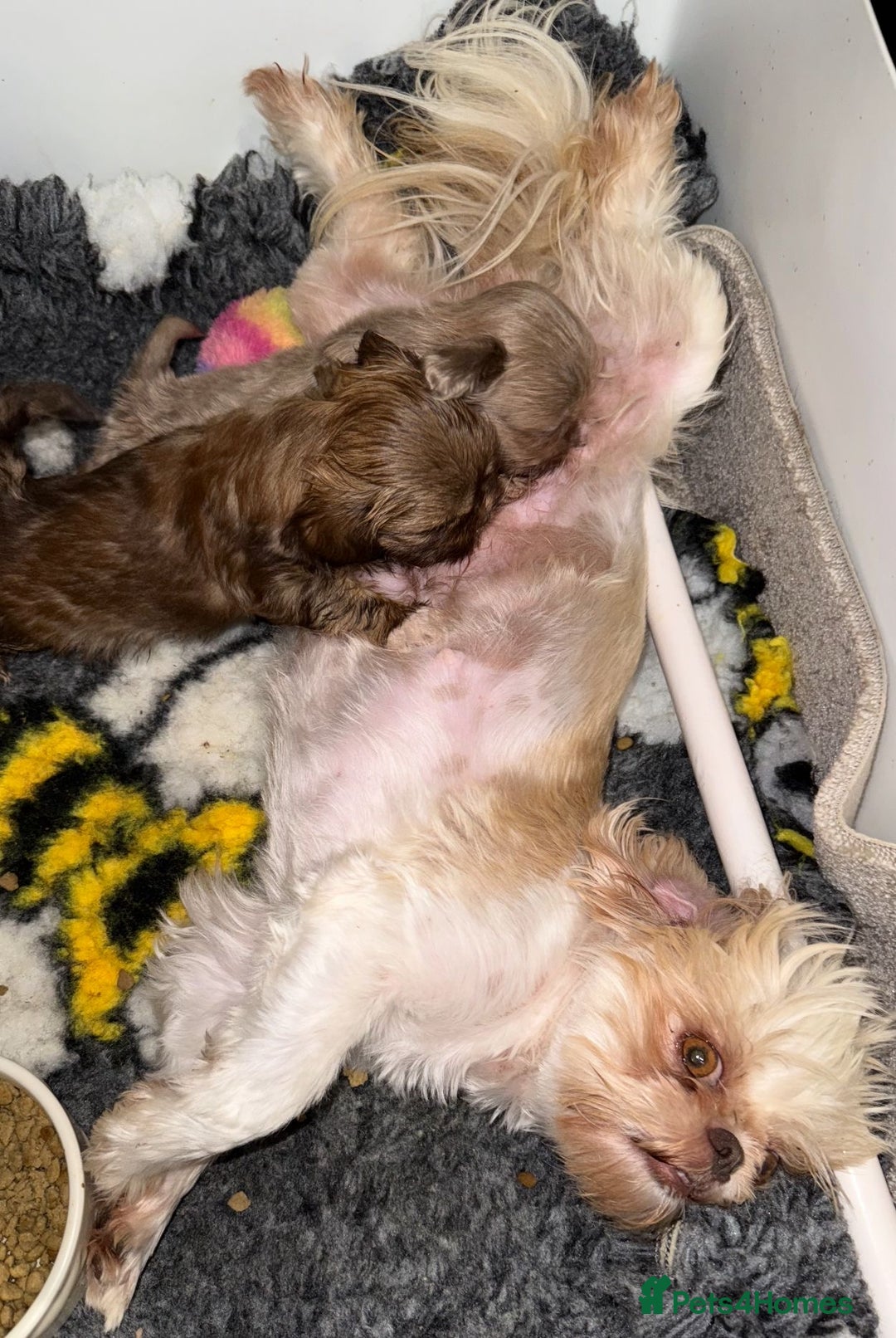 Shih Tzu dogs for sale: 💙🩷Two Beautiful Shih Tzu Puppies Available  - Image 7