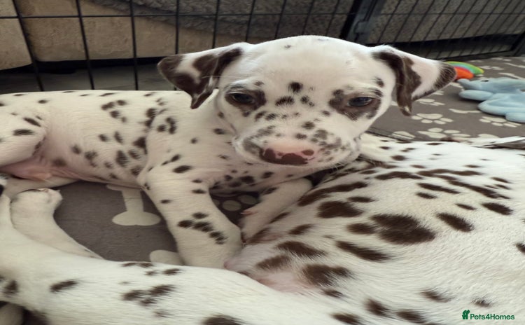 Dalmatian dogs - Advert 6