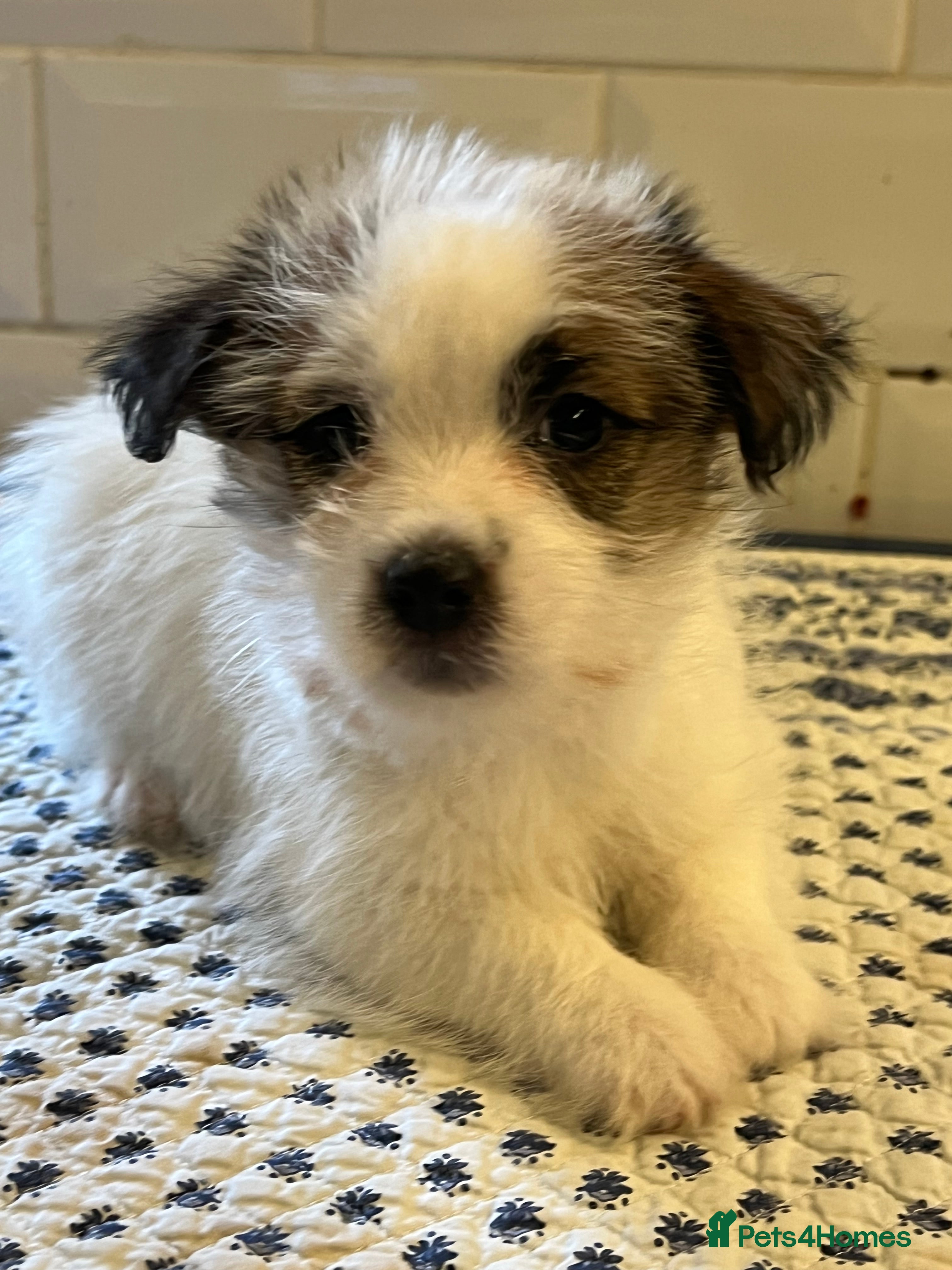 Jack Russell dogs KC registered rough coated JR pups - Advert 4