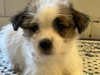 Jack Russell dogs KC registered rough coated JR pups - Advert 3