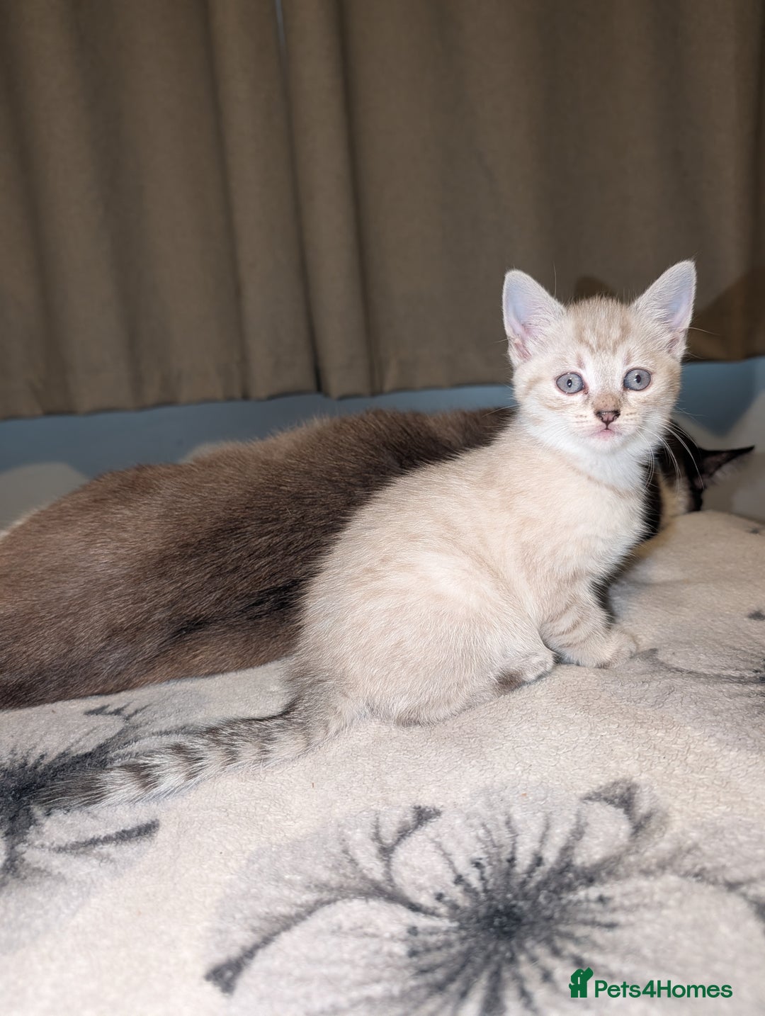 Bengal cats for sale: 2 beautiful kittens - Advert 3