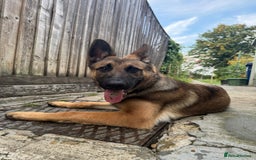 Mixed Breed dogs for sale: German Shepard X Belgium Malinos  - Image 6