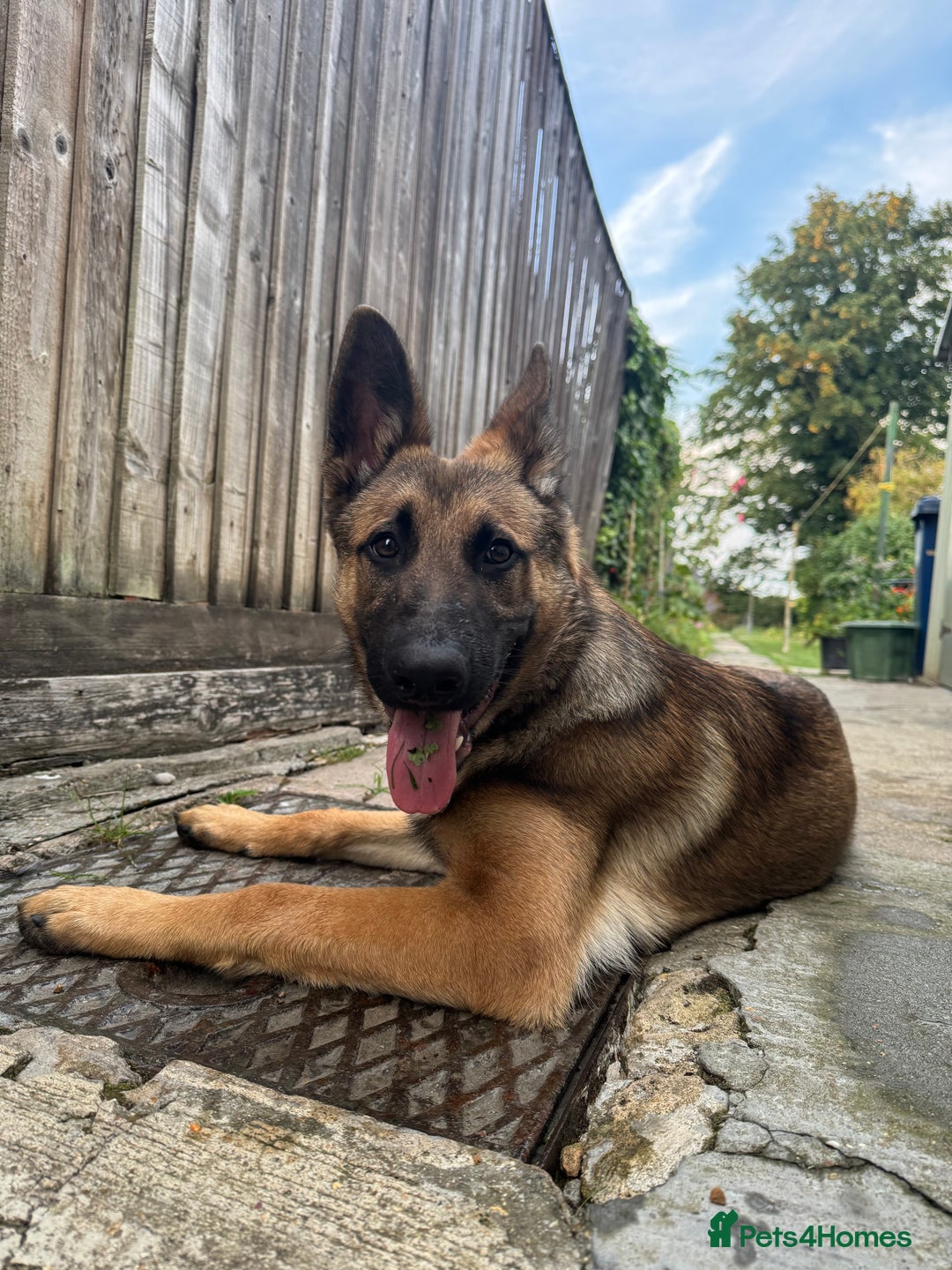 Mixed Breed dogs for sale: German Shepard X Belgium Malinos  - Image 6