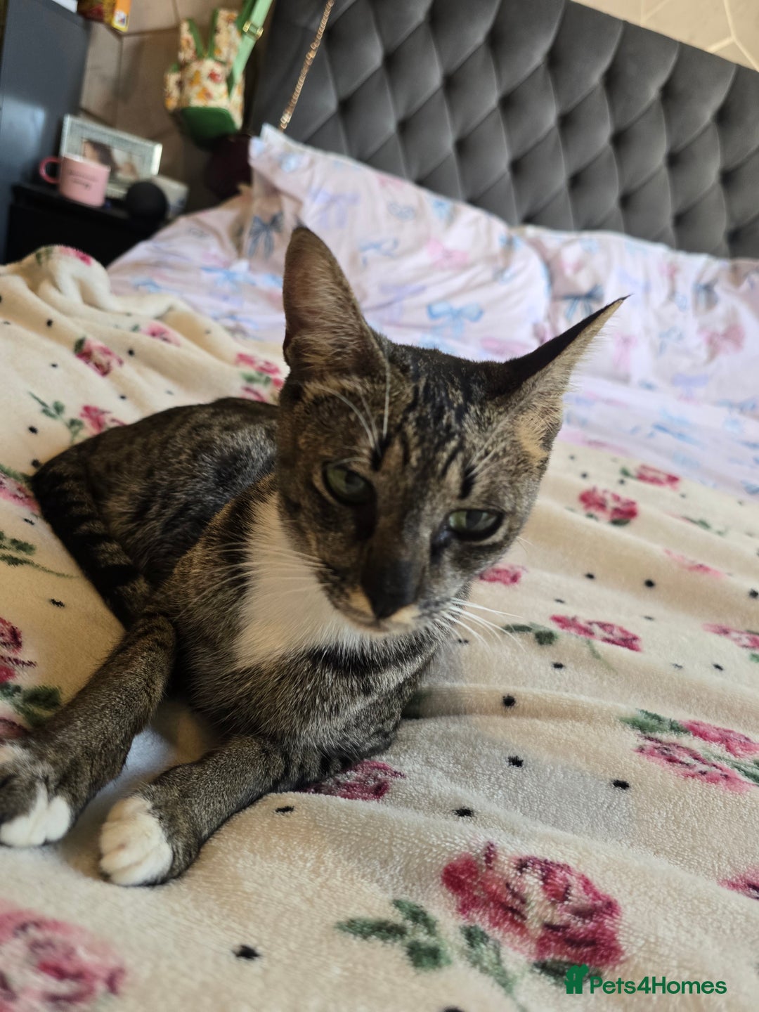 Savannah cats for sale: Beautiful Savannah Girl for 5* home - Image 3