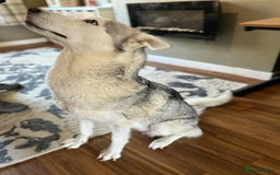 Siberian Husky dogs for sale: Stunning Siberian husky puppies - Image 8