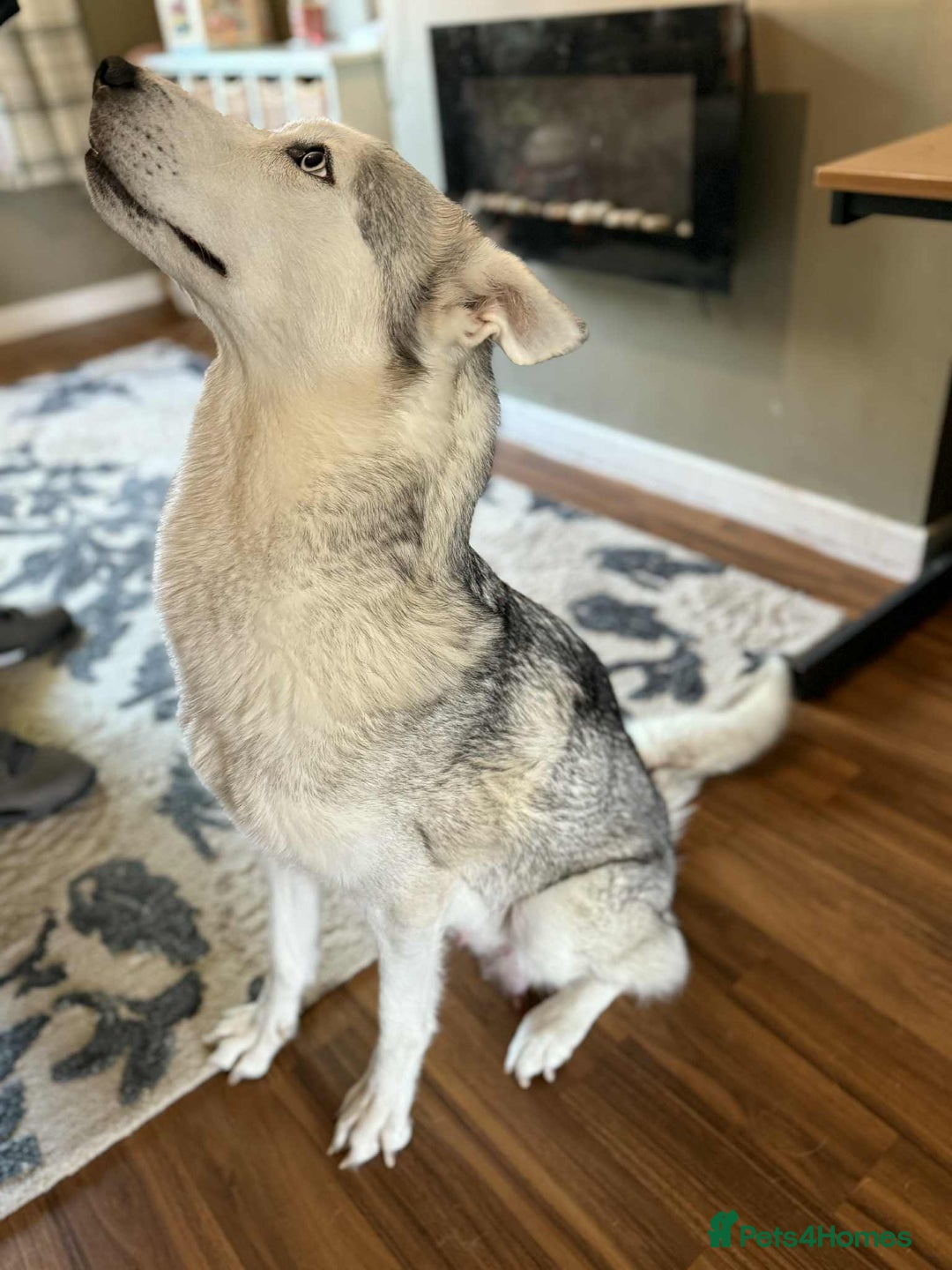Siberian Husky dogs for sale: Stunning Siberian husky puppies - Image 8