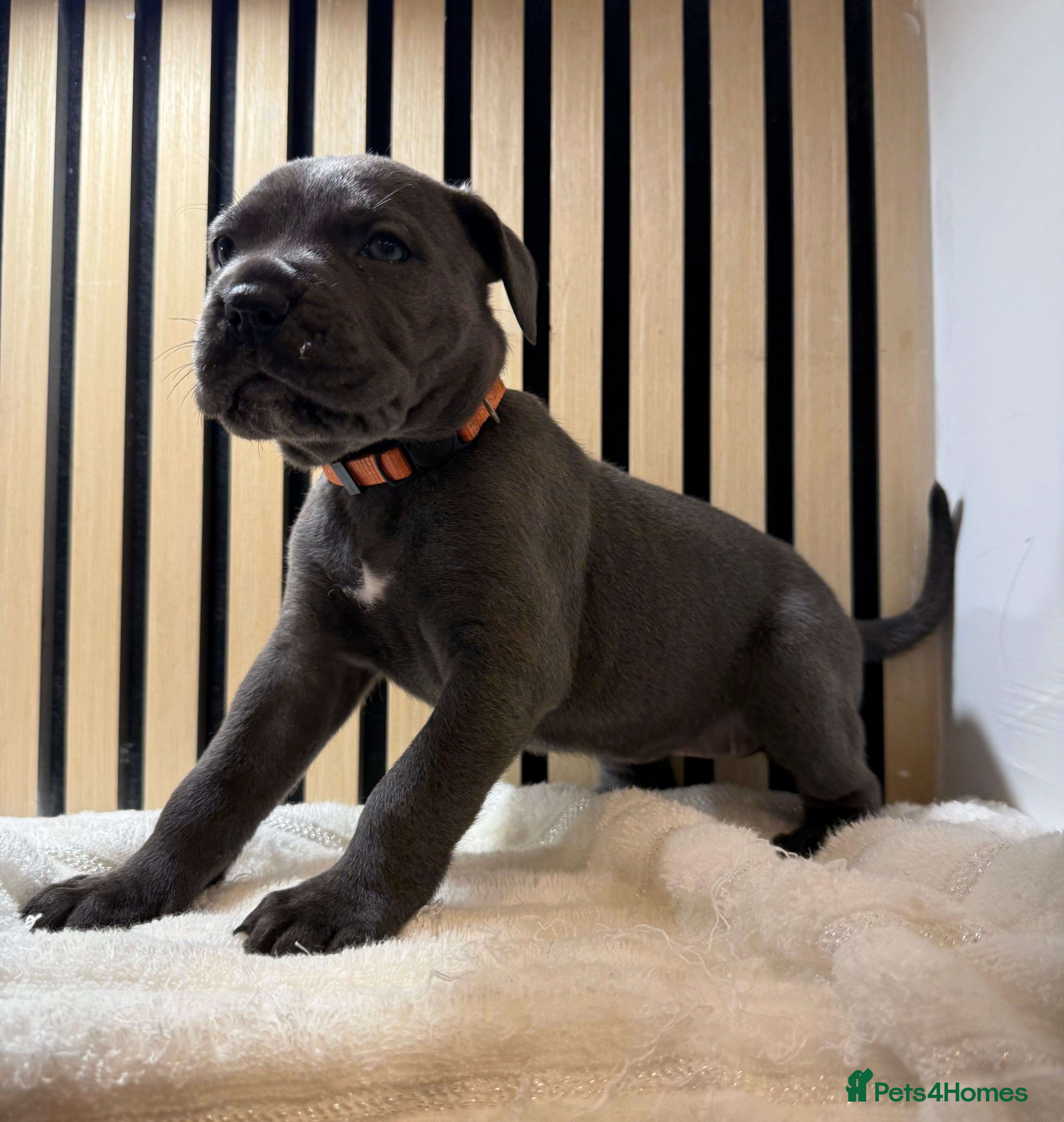 Cane Corso dogs ICF/ICCF Champion 6th GENERATION Cane Corso pups - Advert 2
