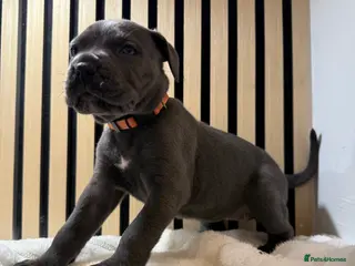 Cane Corso dogs ICF/ICCF Champion 6th GENERATION Cane Corso pups - Advert 2