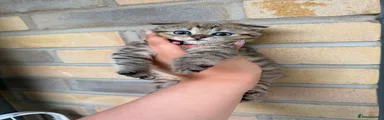 Tiger Tabby (Red collar)