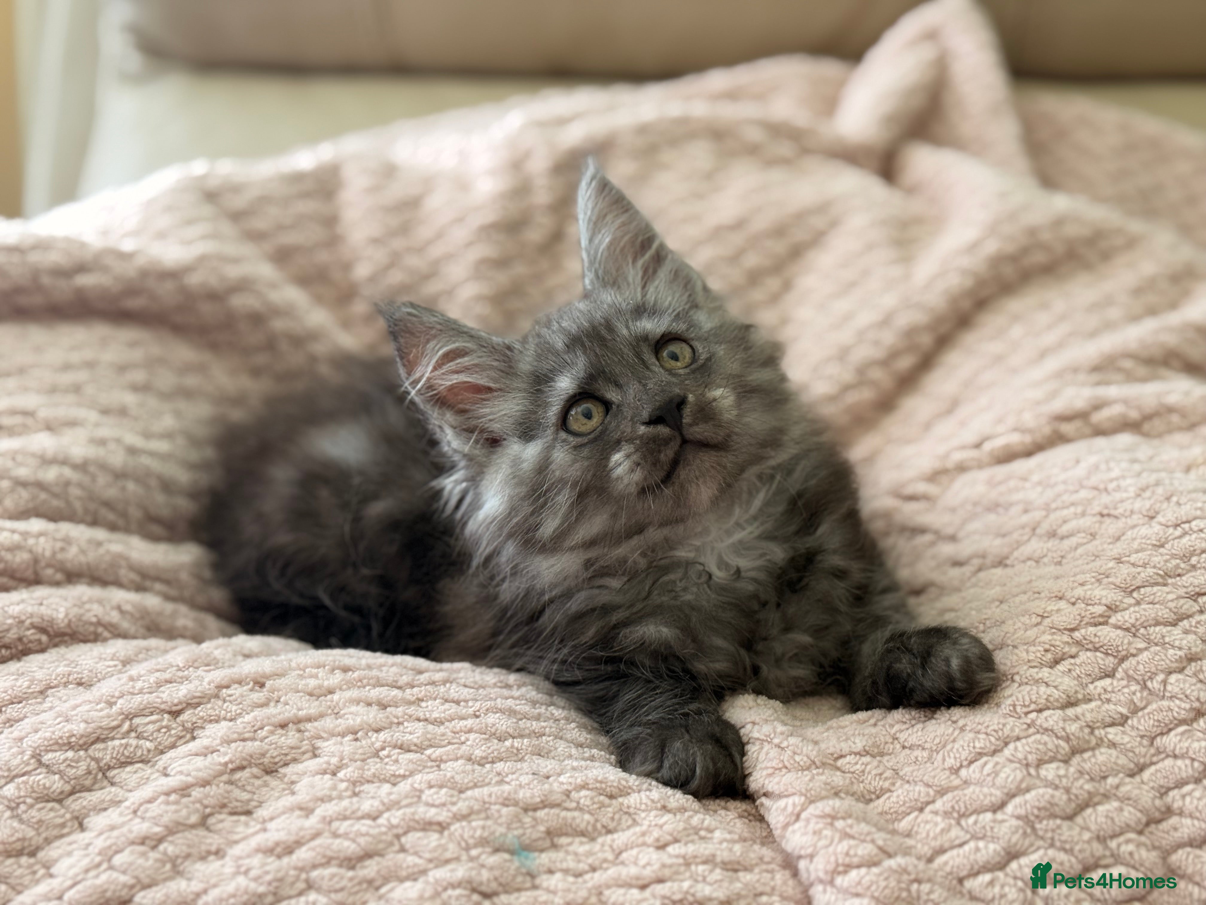 Maine Coon cats TICA Reg Black Smoke Maine Coon Kittens - Advert 2