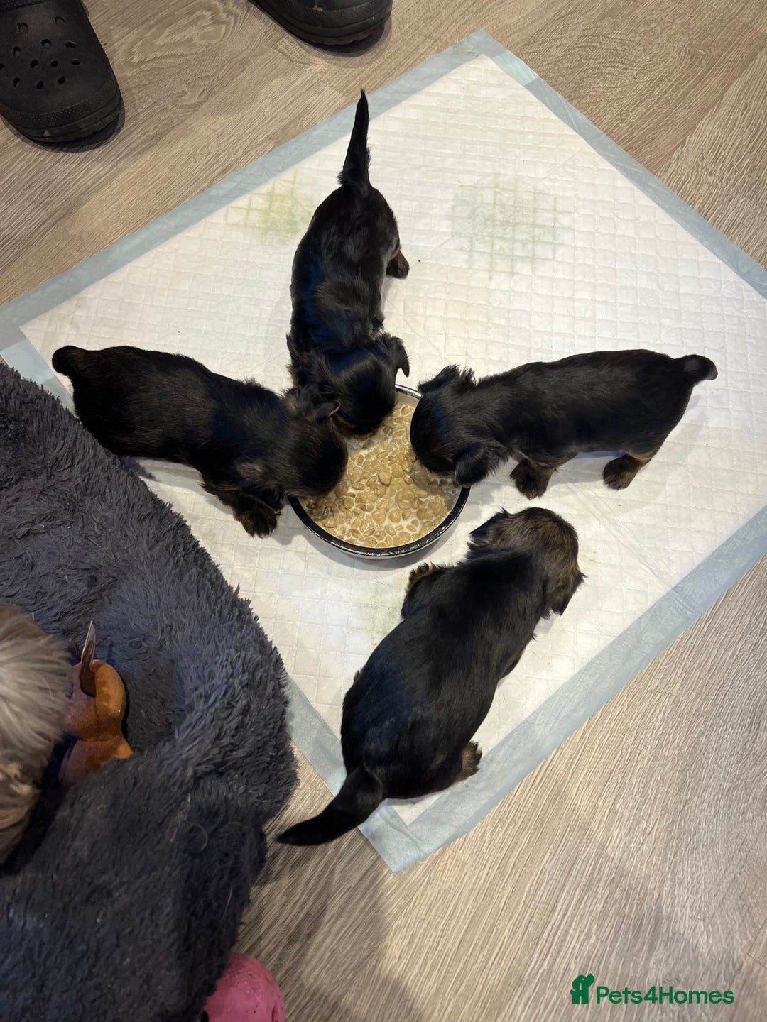 Yorkshire Terrier dogs for sale: Beautiful miniature Yorkie Biewer terriers - Image 12