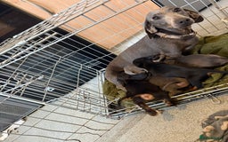 Miniature Dachshund dogs for sale: Miniature dachshund puppies - Image 4