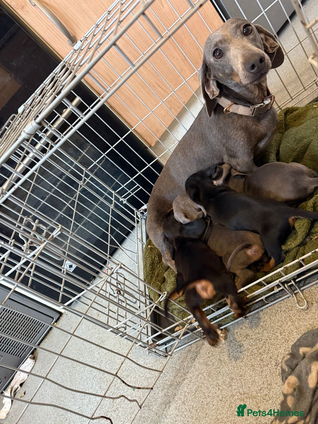Miniature Dachshund dogs for sale: Miniature dachshund puppies - Image 4