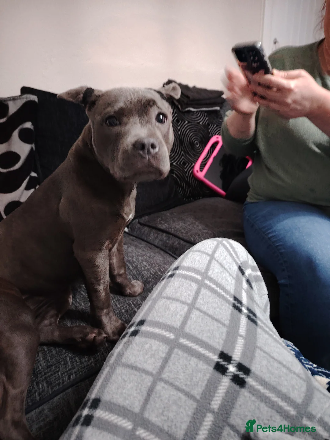 Staffordshire Bull Terrier dogs for sale: Blue Staffordshire bull terrier  - Advert 3