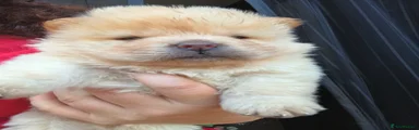 Chow Chow 2
