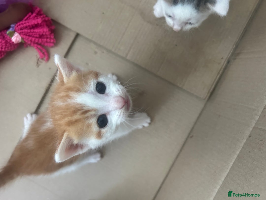 British Shorthair cats for sale: 6 beautiful kittens ready to go! £70 - Image 6