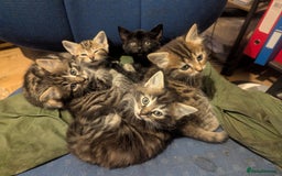 Mixed Breed cats for sale: Beautiful Black Kitten Ready to Go Now - Image 12