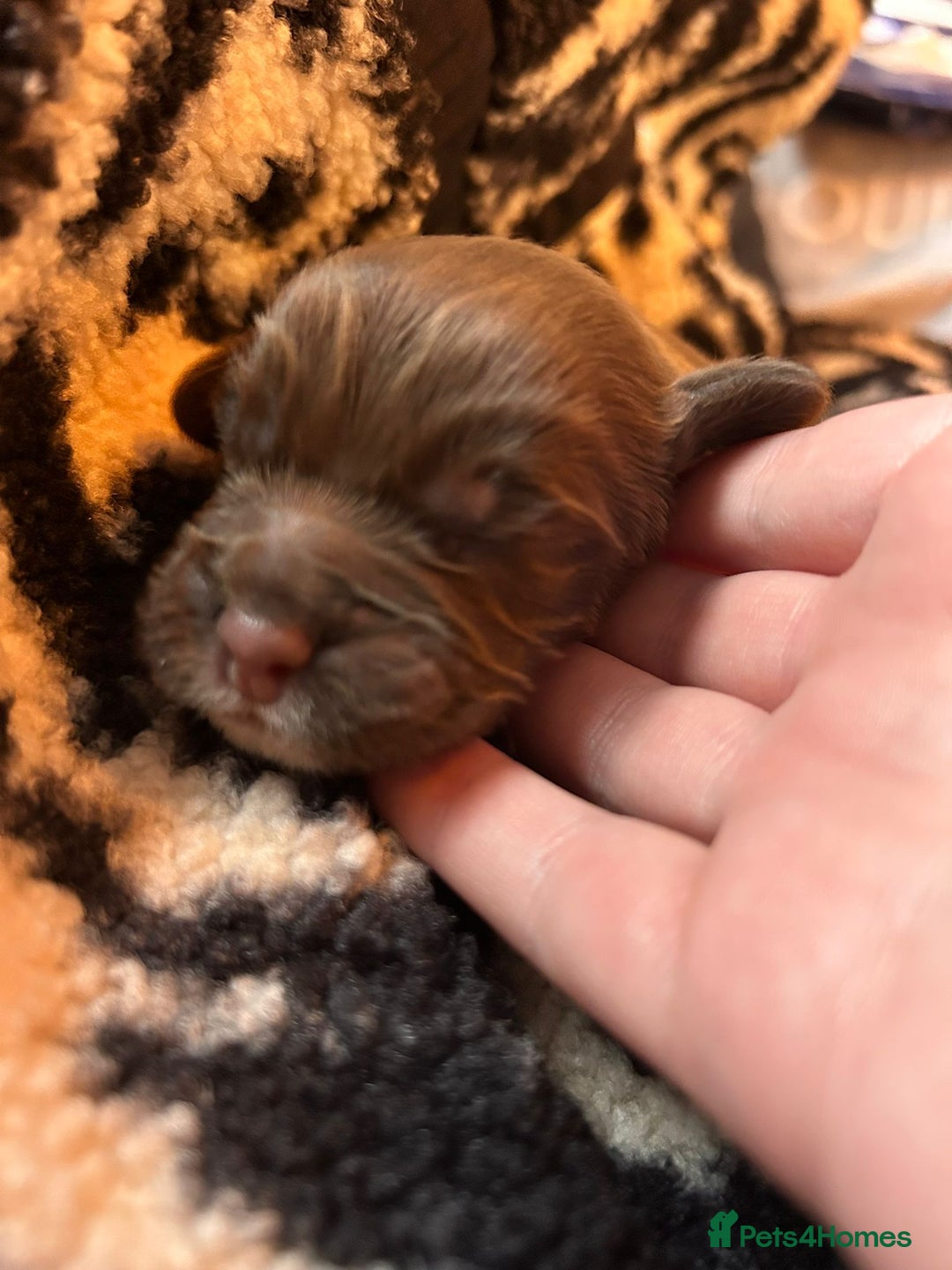 Cocker Spaniel dogs for sale: Working cocker spaniel puppies kc reg  - Advert 9