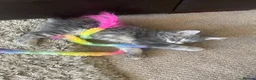 British Longhair cats for sale: Last 2 little boys  - Advert 15
