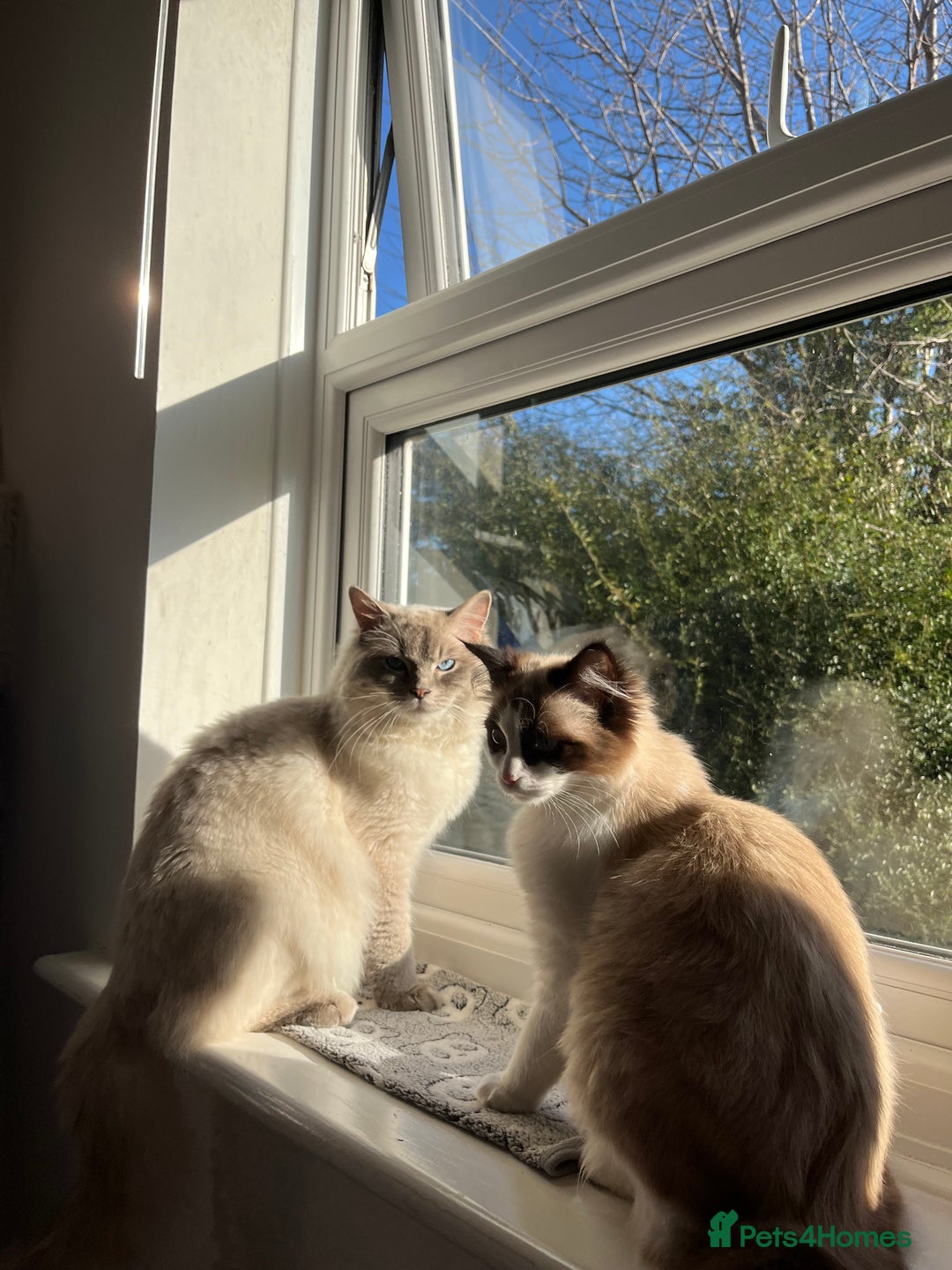 Ragdoll cats for sale: Adorable Ragdoll Kittens Ready for New Homes 🫧 - Image 9