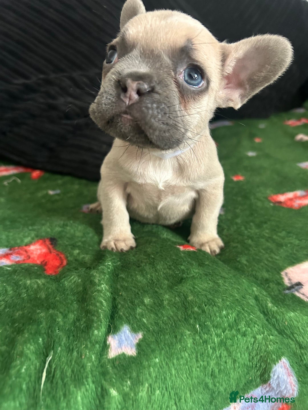 French Bulldog dogs for sale: KC French bulldog puppies dad 5 generation pedigre - Advert 6