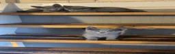 Russian Blue cats for sale: Pure Russian Blue kittens  - Advert 8