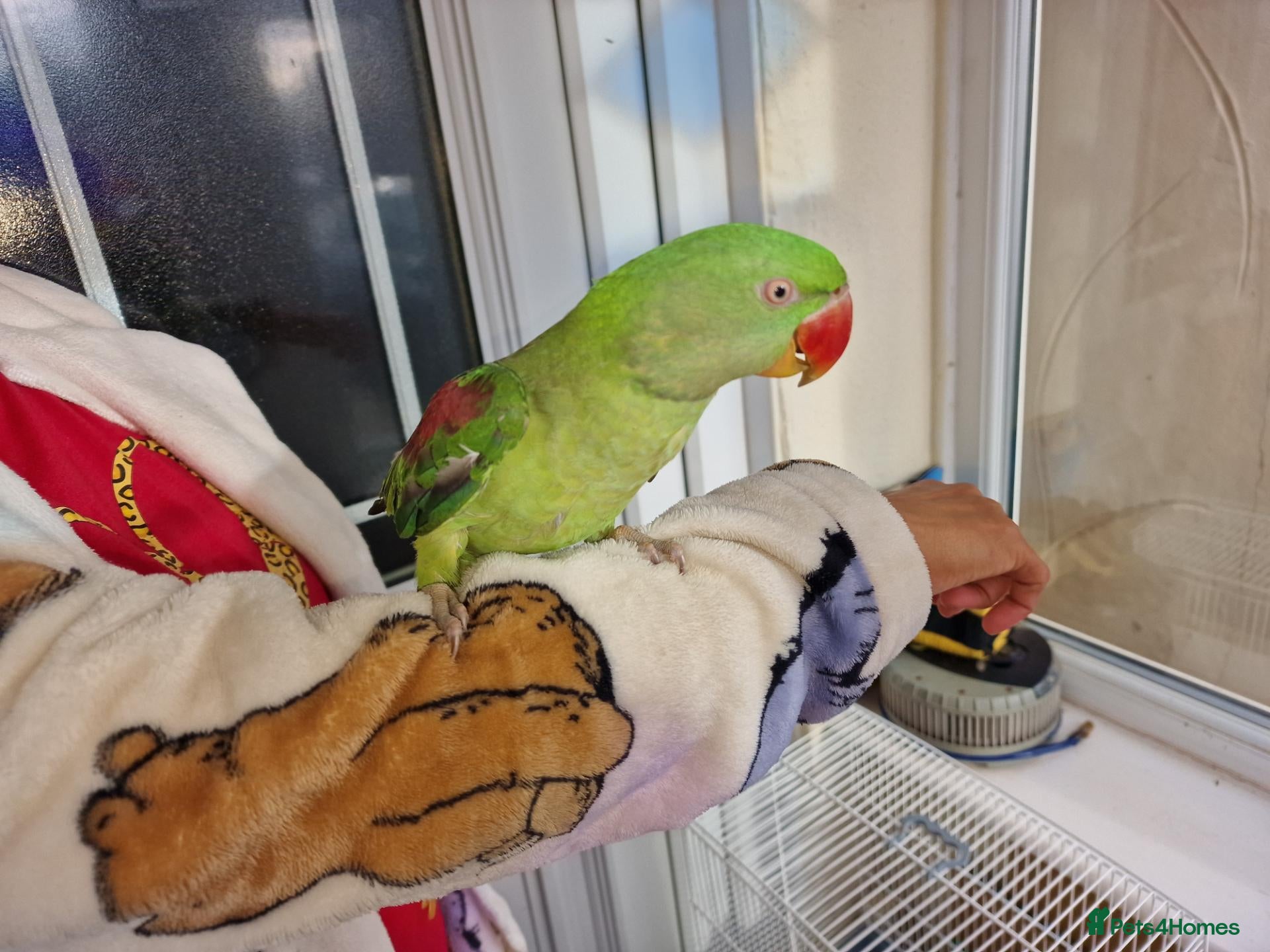Parrots birds Super Tamed Alexanderian baby Parrot  - Advert 6