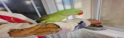 Parrots birds for sale: Super Tamed Alexanderian baby Parrot  - Advert 7