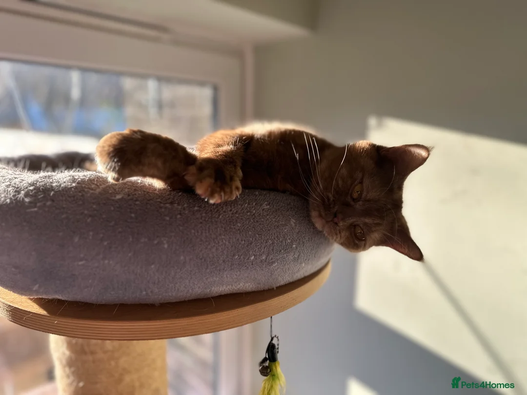 British Shorthair cats for sale: Nelly and Honey looking for forever home  - Advert 5