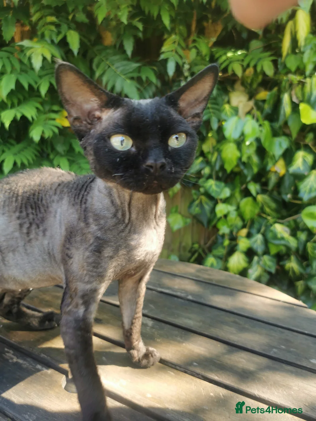 Devon Rex cats for stud: STUD ONLY - Xenopaws Ripley's Hero (Bishop) - Advert 11