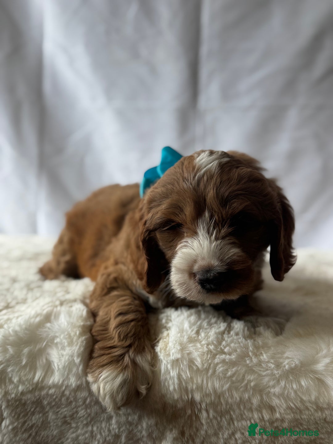 Labradoodle dogs for sale: Labradoodle  - Image 3