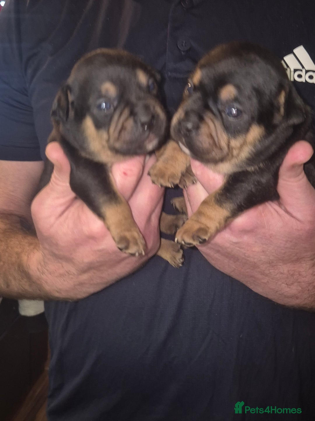 Mixed Breed dogs for sale: French bulldog x jack russell - Advert 15