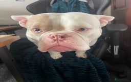 Mixed Breed dogs for sale: Eddie - Image 2